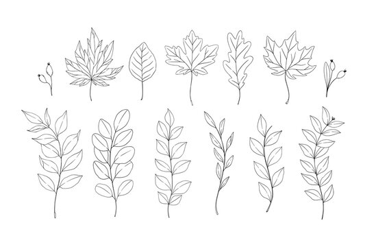 Hand drawn vector illustrations. Botanical forest branches and fall leaves. Floral design elements. Linear Tattoo. Perfect for wedding invitations, greeting cards, blogs, posters
