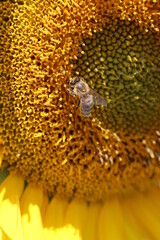 Sunflower and bee