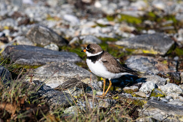 Ein Vogel am Ufer der Glacier Bay