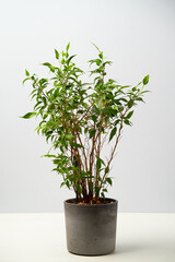 House plantof Ficus benjamina on grey pot.