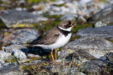 Ein Sandregenpfeifer( common Ringed Plover ) in der Glacier Bay, Alaska