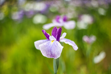 可憐に咲く一輪の紫のアヤメ