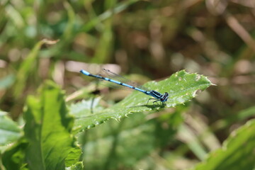 Green dragonfly on grass (Orthetrum cancellatum)