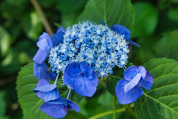 鮮やかに咲く青いアジサイ