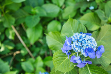 こんまりと咲いた青いアジサイ