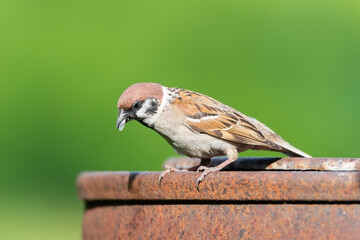 House Sparrow (passer domesticus) perched on branch
