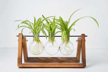 Home gardening - chlorophytum sprouts in glass jars with water.