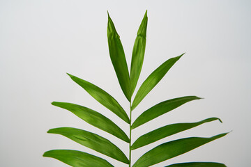 Close up of leaf of green house plant hamedorea.
