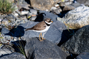 Vögel in der glacier Bay - Ein kleiner Sandregenpfeifer