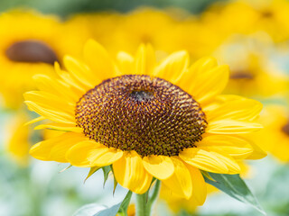 Beautiful yellow sunflowers blowing in wind in summer, Flower or flora background