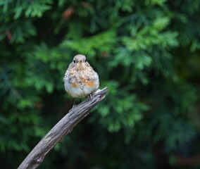 young robin sits on a branch,junges rotkehlchen sitzt auf einem ast