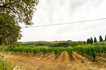 Obraz premium Weinstöcke