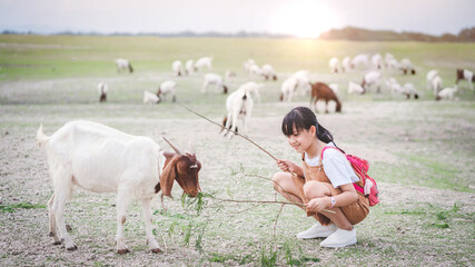 Asian girl feeding goats in a field with smiley face and happy.Concept of children and animal...