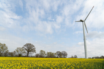 Windmill on a canola field with yellow rapeseed flowers, cultivated for rapeseed oil harvest with...