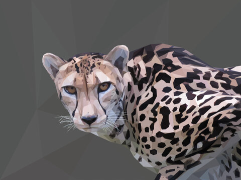 Low poly, geometrical, illustration of a female King Cheetah in Southern Africa on a gray background.