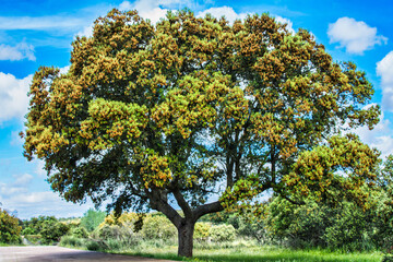 Fototapeta na wymiar Majestic Tree in the middle of nature. Big Oak. Sustainability concept