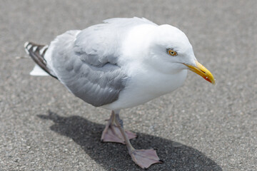 A Herring Gull, Larus argentatus close up in Newquay, Cornwall, England
