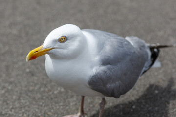 A Herring Gull, Larus argentatus close up in Newquay, Cornwall, England