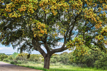 Obraz premium Majestic Tree in the middle of nature. 