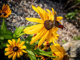 bee on yellow flower
