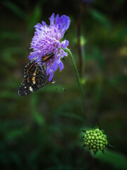 butterfly on flower