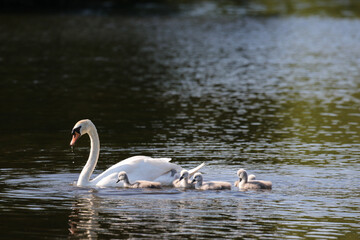 Mute swan with cygnets, London, UK