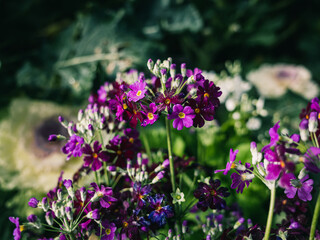 flowers in the garden