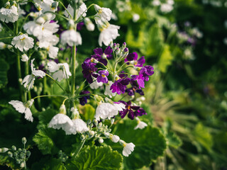 flowers in the garden