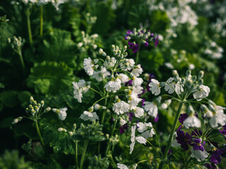 flowers in the garden