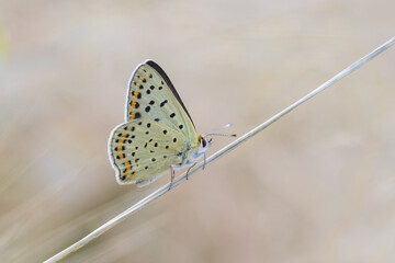 Motyl czerwończyk uroczek  na pastelowym tle
