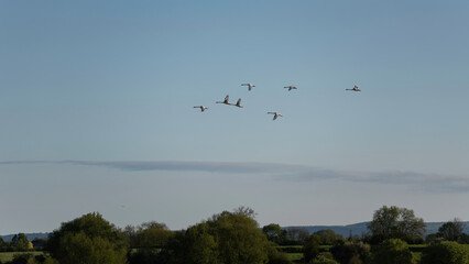 Small flock of graceful Mute Swans Cygnus Olor in flight over wetlands landscape in Spring