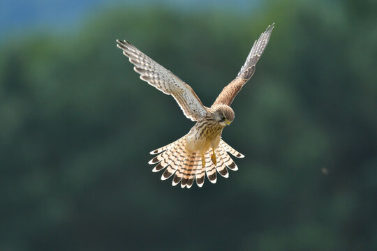 Turmfalke r&uuml;ttelt