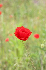 Fototapeta premium bright red poppy on the slope of the Black Sea coast
