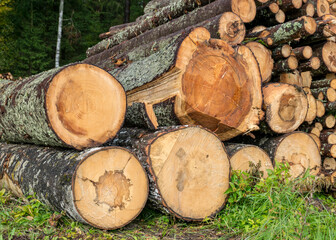 wooden logs on the side of the road, trees prepared for removal, timber extraction concept