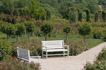 Two garden benches on a footway in front of green rose bushes in springtime
