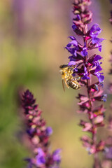 close-up of a honey bee (anthophila) harvesting on blue and purple sage blossoms (salvia nemorosa) with blurry background