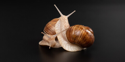 enamored grape snails on a dark background closeup.