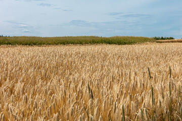 Golden barley field with blue sky and green bushes in the background. Rural nature scenery of ripening ears of barley.