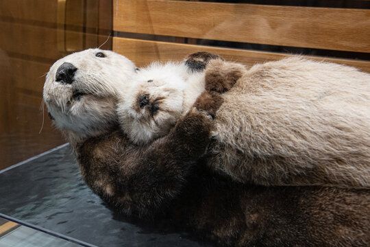 Darstellung eines Seeotters mit seinem Jungen auf dem Bauch - Auf dem R&uuml;cken schwimmend verbringen Seeottern stundenlang in dieser Lage auf dem Meer
