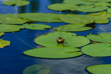 a small pond, green water lily leaves, reflections of clouds on the surface of the lake, bright summer sunlight