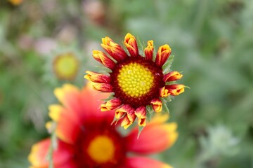a yellow-red flower of Hailardia that has not fully bloomed