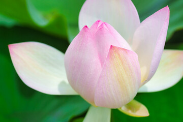 Fototapeta premium 蓮の花