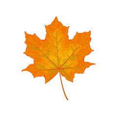 Maple leaf. Yellow maple leaf. A dry autumn leaf of a maple tree. Vector illustration isolated on a white background