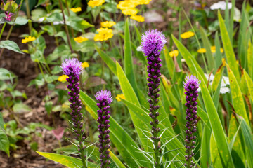 The dense blazing star (Liatris spicata) or prairie feather. Herbaceous perennial flowering plant native to eastern North America 