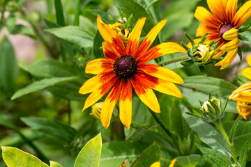 The sunflower. There are many variants that can be seen in gardens.