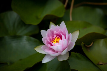Water lilies .Water lilies are rooted in soil in bodies of water, with leaves and flowers floating on or emerging from the surface
