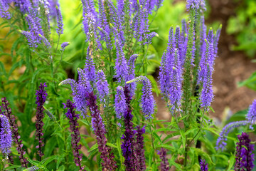 The Spiked speedwell (Veronica spicata) is an easy-care perennial with long-lasting blue-violet flowers