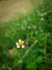 Close up shot of tridax daisy in the grass