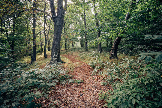 Wanderpfad führt durch den grünen Mischwald