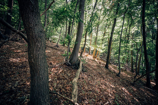 Deutscher Mischwald vor Trcokenheit schützen